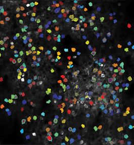 microscope image of colorful particles